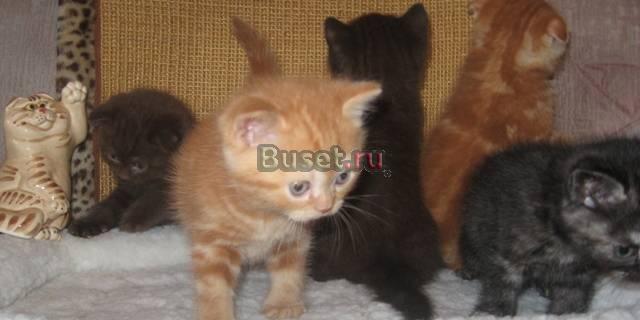 Шотландские фолд и страйт котята с документами Новосибирск