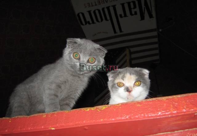 Плюшевые  голубые котята Санкт-Петербург
