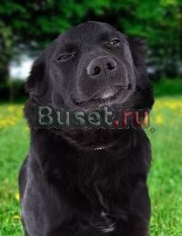 От Мишкиной улыбки станет всем светлей  в дар Москва
