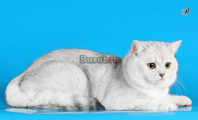 Вязка-кот шиншилла из питомника сильвер кет Санкт-Петербург