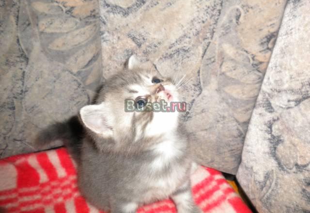 Продается кошечка шотландская Волгоград