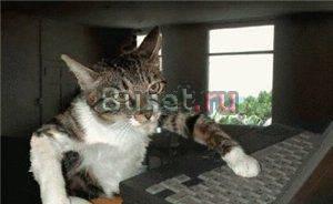 Продам компьютер Пентиум 4 + монитор Москва