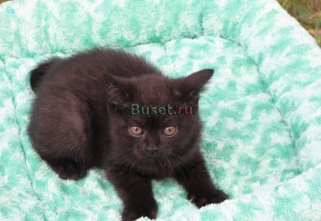 Британские котята различных окрасов Санкт-Петербург