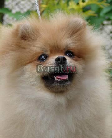 Щенок померанского шпица, Тольятти Тольятти