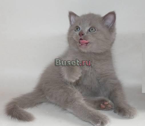 Шотландские котята, скоттиш-страйт Санкт-Петербург