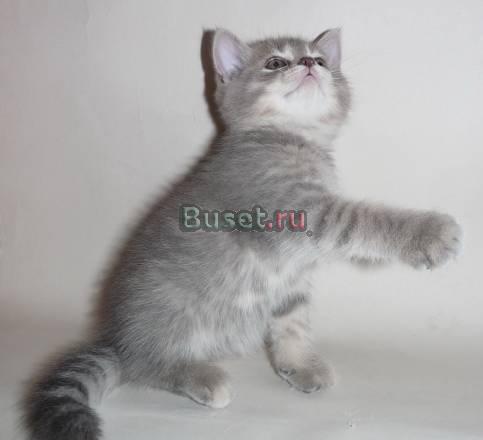 Шотландская короткошерстная кошечка Санкт-Петербург