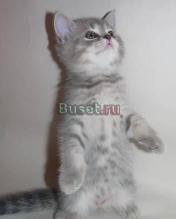 Чудесный шотландский котик Санкт-Петербург