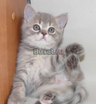 Чудесные кошечка и котик, скоттиш-страйт Санкт-Петербург