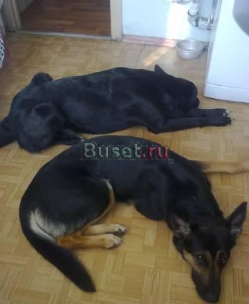 Отдам в хорошие руки Санкт-Петербург