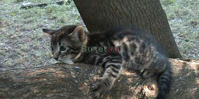 Котенок бенгальский микс Москва