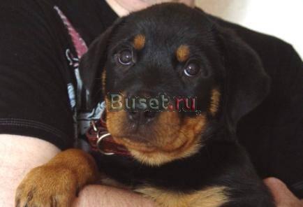 Щенок ротвейлера Ростов-на-Дону