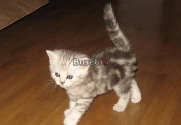 Британские котята Химки