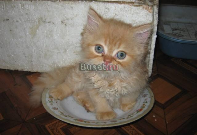 Персидские котята 1.5мес и экзоты Санкт-Петербург