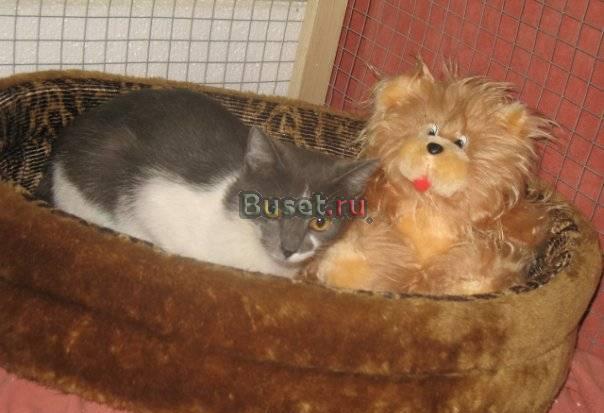 Ждет любящую семью кошечка Дина Санкт-Петербург