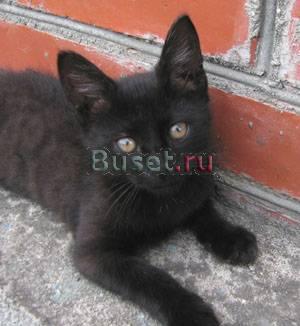 Черная кошечка Подольск