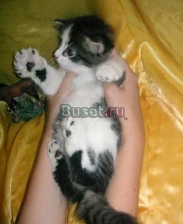 Шотландские вислоухие котята Волгоград