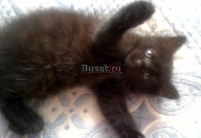 Котята в дар Возьмите кто-нибудь Москва