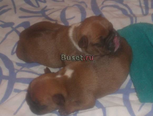 Французы от vivat best OF best IZ doma edisonya Москва