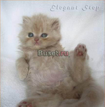 Персидский котенок, мальчик Клин