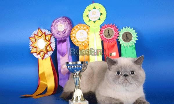 Клубные  блю-поинты  экстрималы Санкт-Петербург