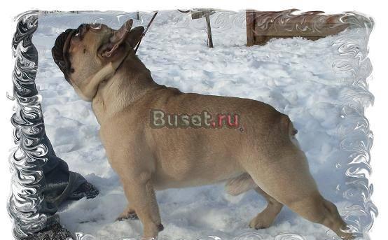 Предлагается кобель для вязки Егорьевск