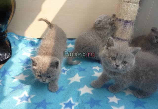 Супер красивые британские котята Москва