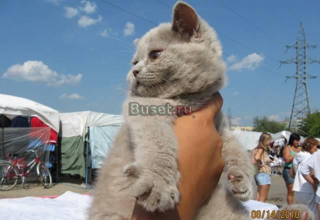 Кошечка 2 мес. девочка Москва