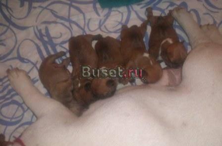 Редкие красные французы  от виват бэст оф бэст Москва