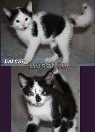 Самые красивые пет-мол котята ищут дом Санкт-Петербург