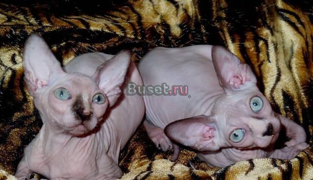 Канадский сфинкс ,минки голубоглазые,(доставка) Тюмень