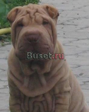 Шарпей кобель 4мес от Вице Чемпиона Мира 2010 Москва