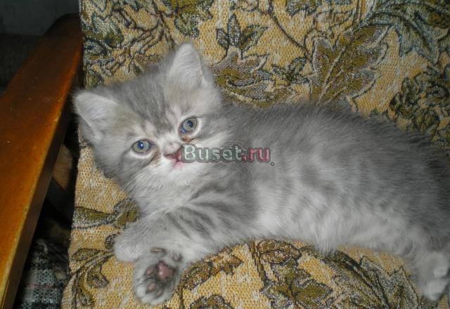 Котик, шотландский страйт, возраст 1.5 мес Челябинск