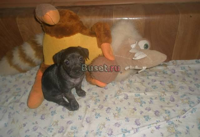Той-терьер помесь с чихуахуа (2дев.г.ш.) Москва