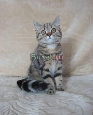 Британский котенок-Ваш выбор Липецк