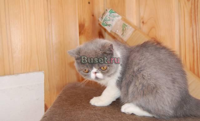 Экзотическая короткошерстная кошка Новосибирск