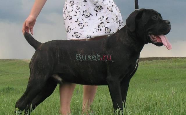 Кане корсо итальяно Саратов