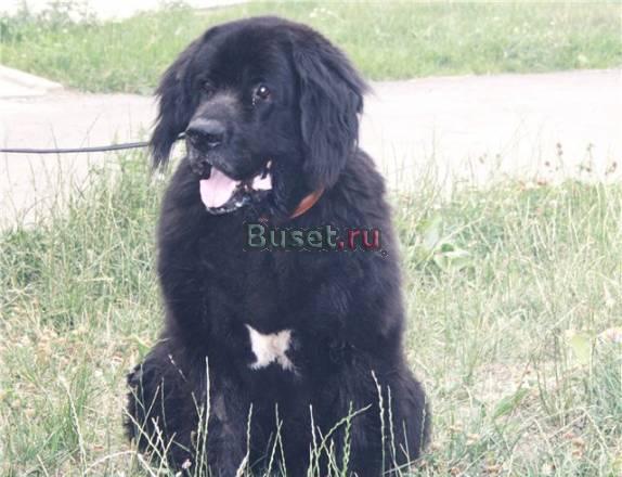 Ньюф, 7 лет, в добрые руки Москва