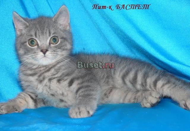 Британский котик Москва