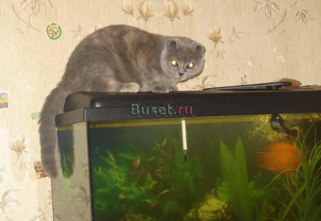 Шотландская вислоухая кошка Таганрог