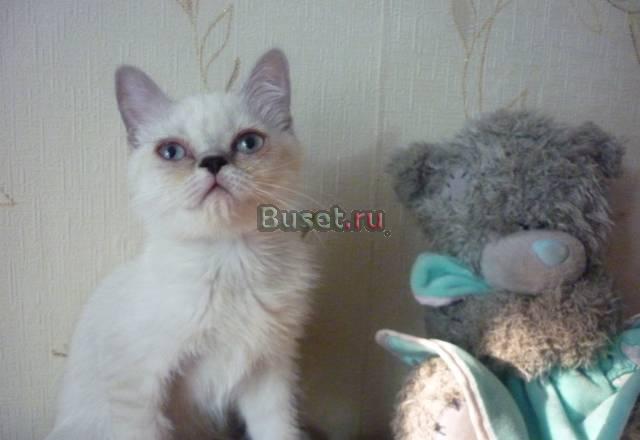 Бритнский котенок Самара
