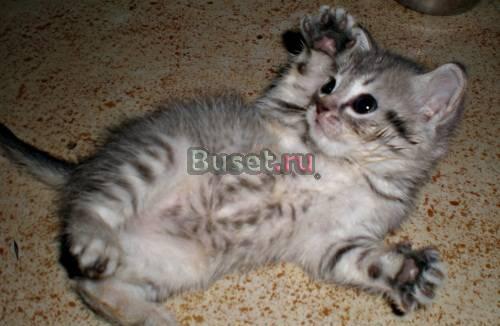 Британская кошка+Бенгальский кот котята Москва