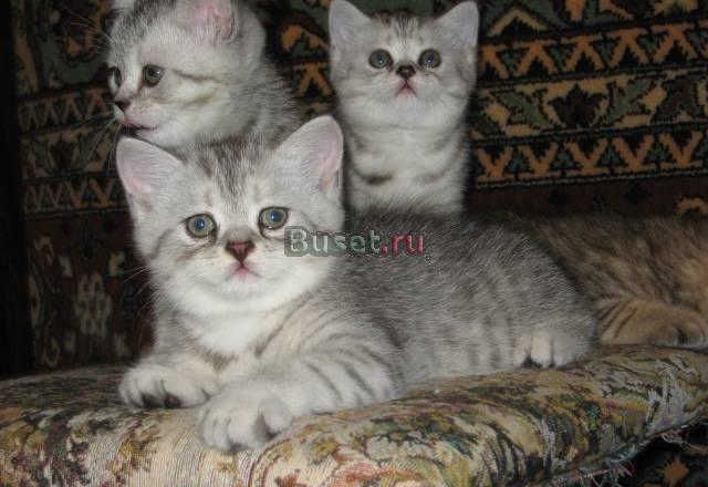 Серебристые вискас и голубые Санкт-Петербург