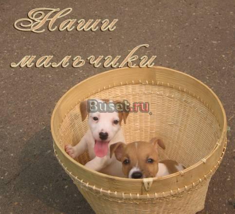 Джек Рассел терьер Москва