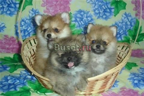 Померанские шпицы -щеночки продаю Москва