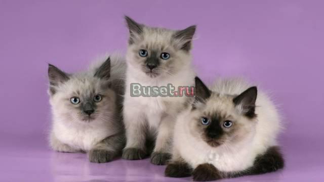 Котята невские маскарадные Москва
