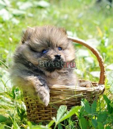Померанский шпиц Калуга