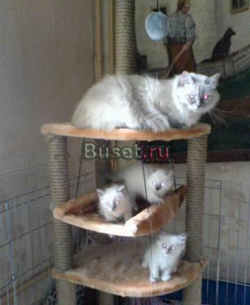 Невские маскарадные котята Санкт-Петербург
