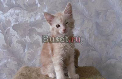 Мейн Кун котята Тверь