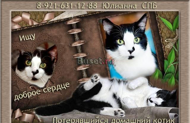 Потерявшийся домашний котик ищет любящего хозяина Санкт-Петербург
