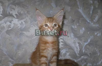 Мейн Кун котята Москва